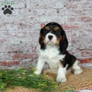 Harley, Cavalier King Charles Spaniel Puppy